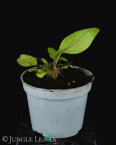 Utricularia calycifida