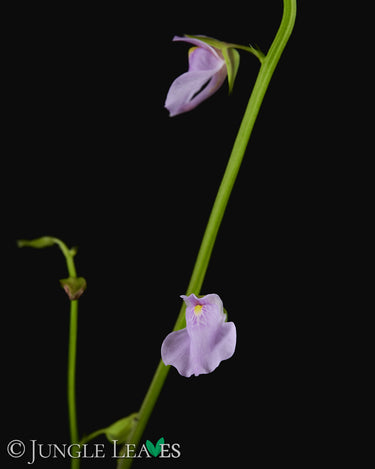 Utricularia calycifida