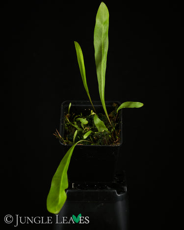Utricularia longifolia