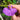 Utricularia longifolia