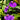 Utricularia longifolia
