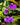 Utricularia longifolia