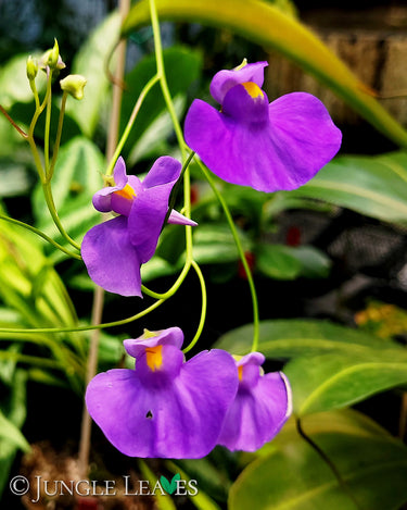 Utricularia longifolia