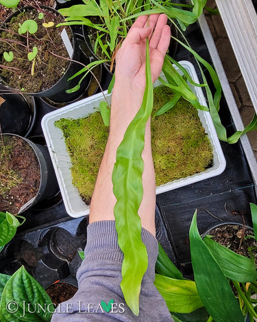 Utricularia longifolia