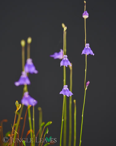Blüten
