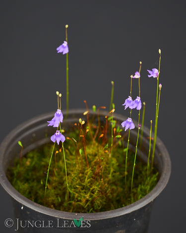 Utricularia minutissima