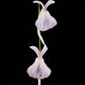Utricularia sandersonii