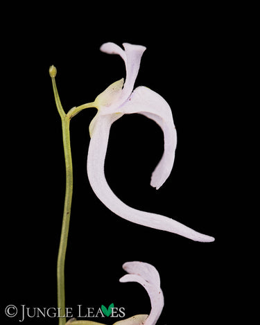 Utricularia sandersonii