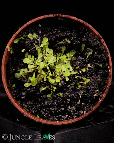 Utricularia sandersonii