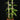 Vanilla planifolia