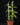 Vanilla planifolia