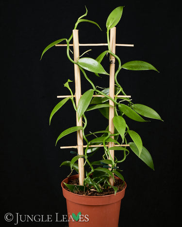 Vanilla planifolia
