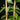 Vanilla planifolia