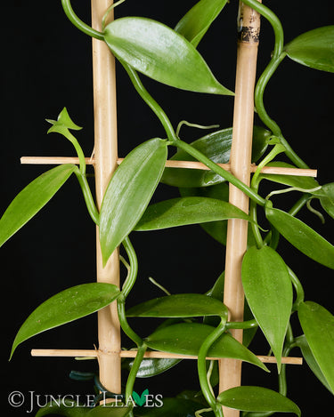 Vanilla planifolia
