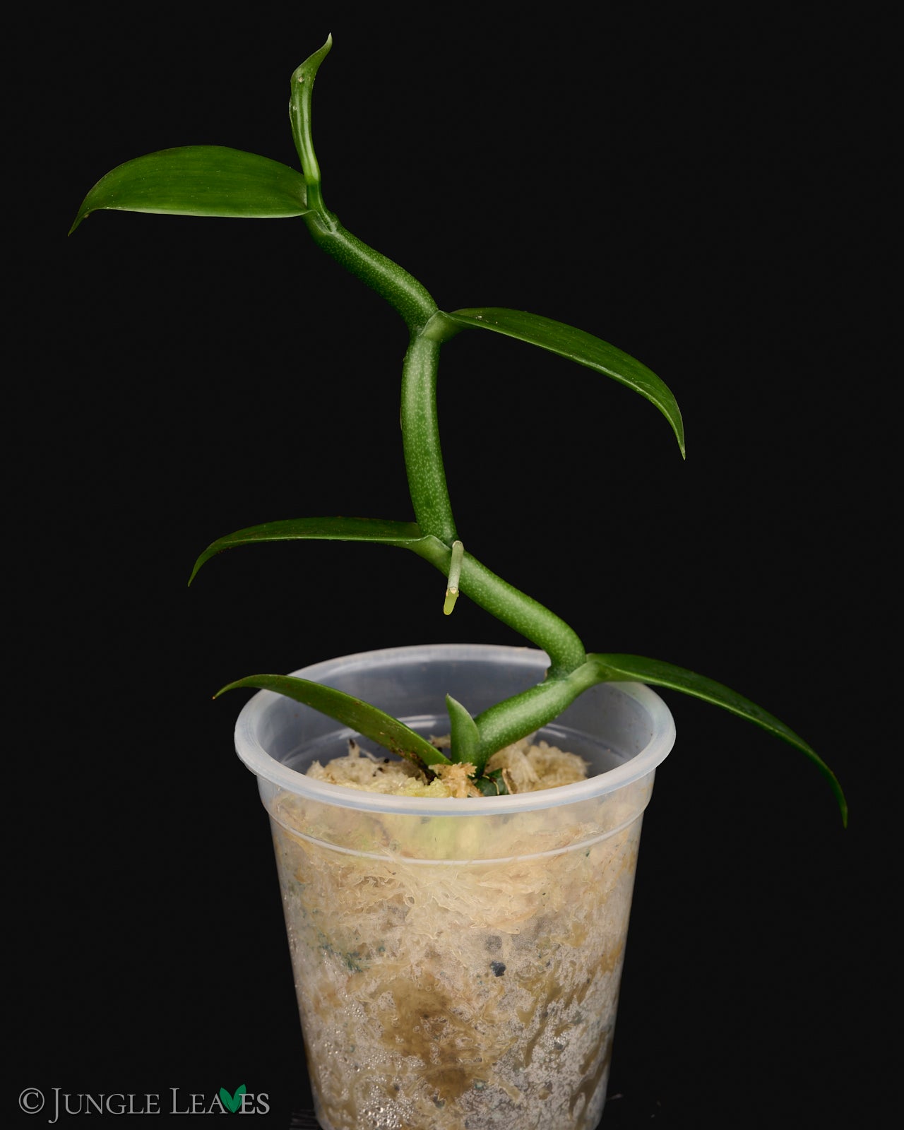 Vanilla planifolia (Gewürzvanille / Echte Vanille) – Jungle Leaves