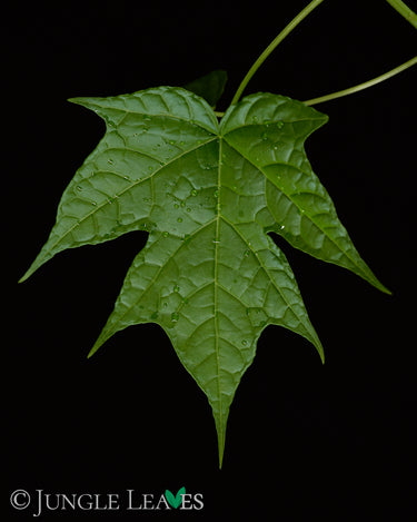 Vasconcellea (Carica) cauliflora