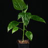 Vasconcellea (Carica) monoica