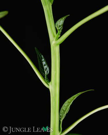 Vasconcellea (Carica) monoica