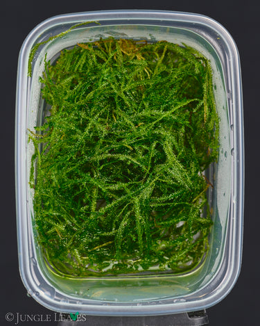 Vesicularia dubyana (Java moss)