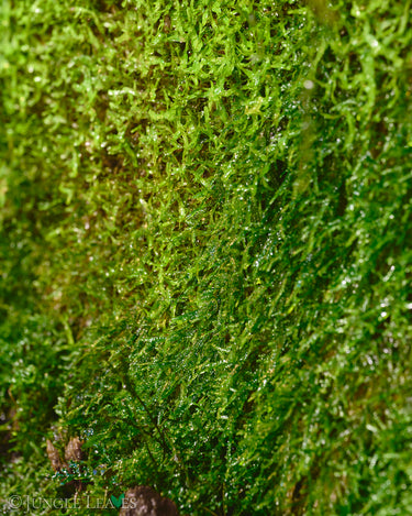 Vesicularia dubyana (Java moss)