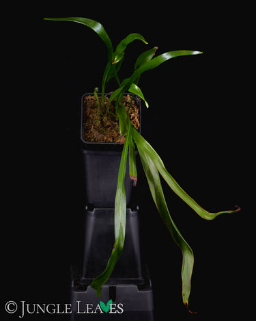 Vittaria flexuosa (Haplopteris flexuosa)