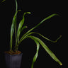 Vittaria flexuosa (Haplopteris flexuosa)