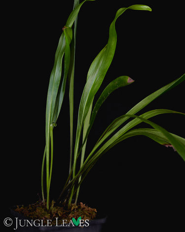 Vittaria flexuosa (Haplopteris flexuosa)