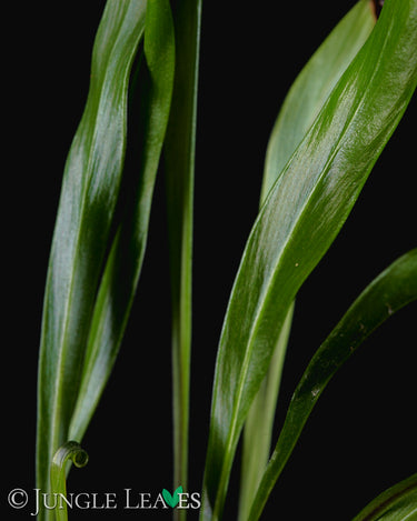 Vittaria flexuosa (Haplopteris flexuosa)