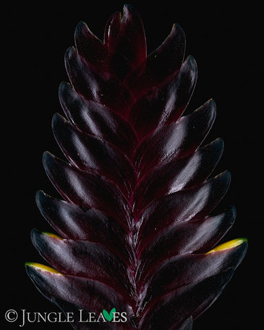 Vriesea 'Cathy P'