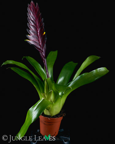Vriesea 'Cathy P'