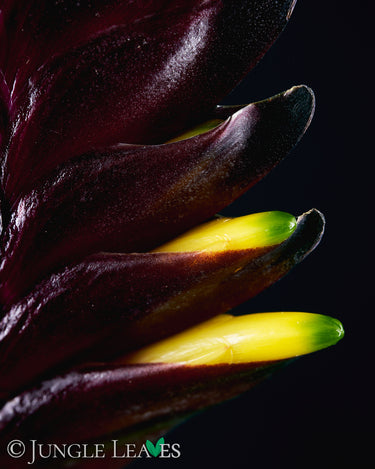 Vriesea 'Cathy P'
