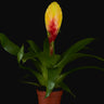 Vriesea 'El Dorado'