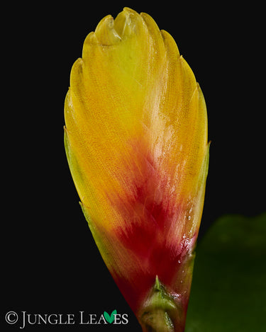 Vriesea 'El Dorado'