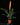 Vriesea splendens 'Era'