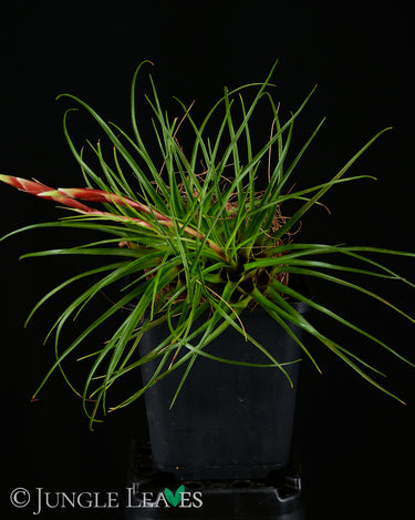 Vriesea correia-araujoi