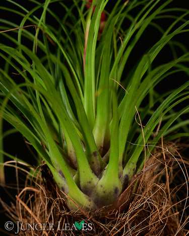 Vriesea correia-araujoi