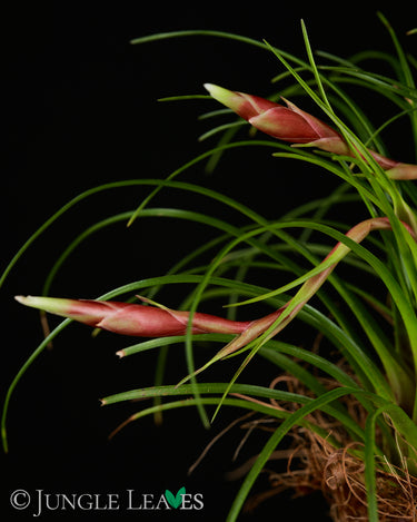 Vriesea correia-araujoi