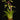 Vriesea delicatula