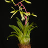 Vriesea delicatula