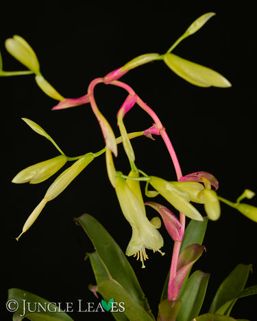 Vriesea delicatula