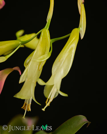 Vriesea delicatula