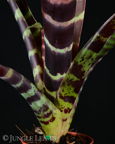 Vriesea splendens 'Era'