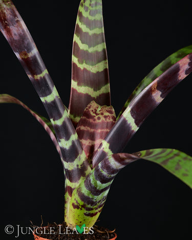 Vriesea splendens 'Era'