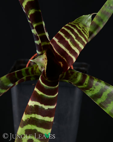 Vriesea splendens 'Era'
