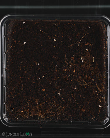 Tropical white isopods (soil police for terrariums)