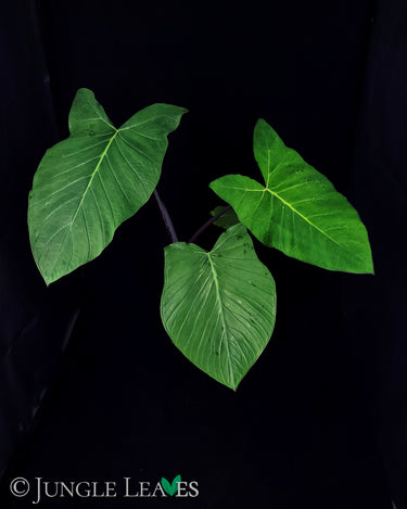 Xanthosoma violaceum