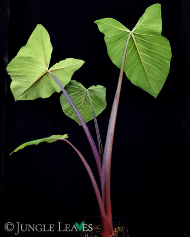 Xanthosoma violaceum