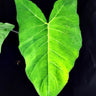 Xanthosoma violaceum
