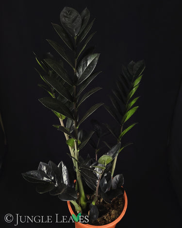 Zamioculcas 'Raven'