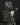 Zamioculcas 'Raven'